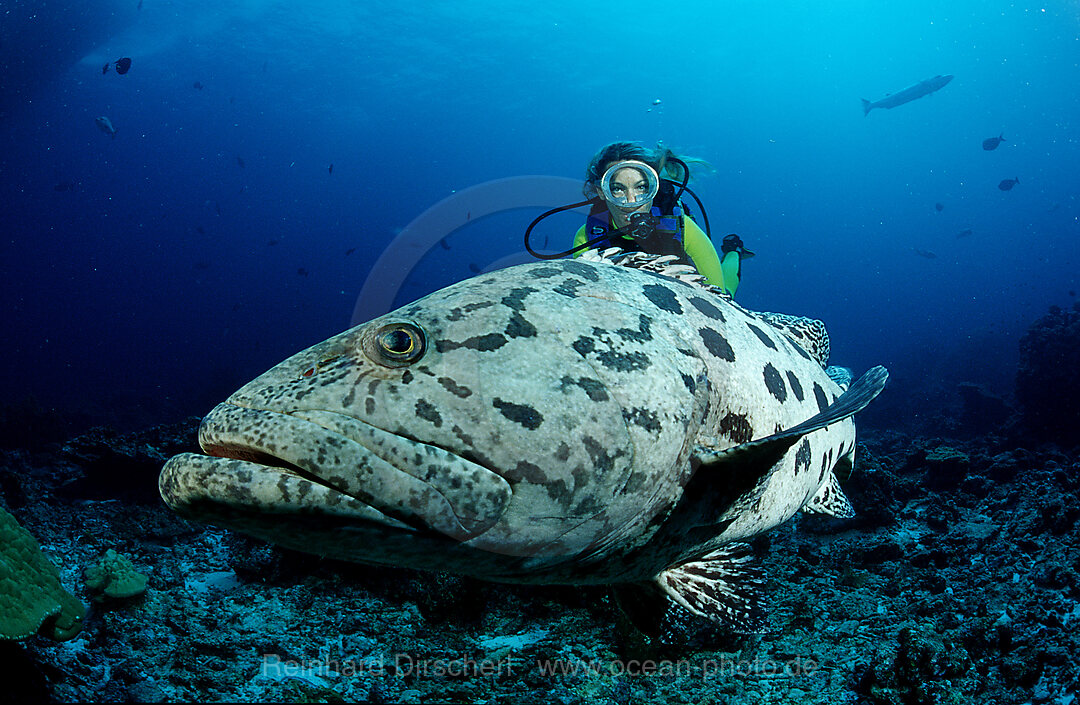 Potato grouper and scuba diver