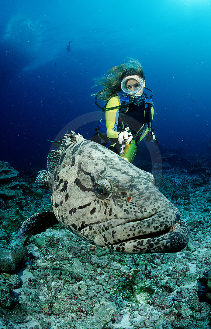 Gefleckter Riesenbarsch, Zackenbarsch und Taucher, Epinephelus tukula, Indischer Ozean, Andamanensee, Burma, Myanmar, Birma