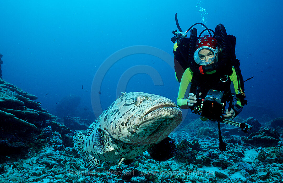 Gefleckter Riesenbarsch, Zackenbarsch und Taucher, Epinephelus tukula, Indischer Ozean, Andamanensee, Burma, Myanmar, Birma