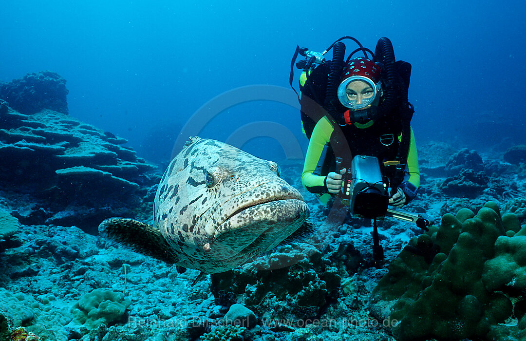 Gefleckter Riesenbarsch, Zackenbarsch und Taucher, Epinephelus tukula, Indischer Ozean, Andamanensee, Burma, Myanmar, Birma