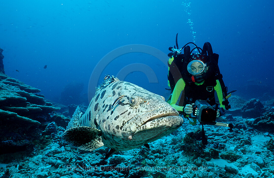 Gefleckter Riesenbarsch, Zackenbarsch und Taucher, Epinephelus tukula, Indischer Ozean, Andamanensee, Burma, Myanmar, Birma