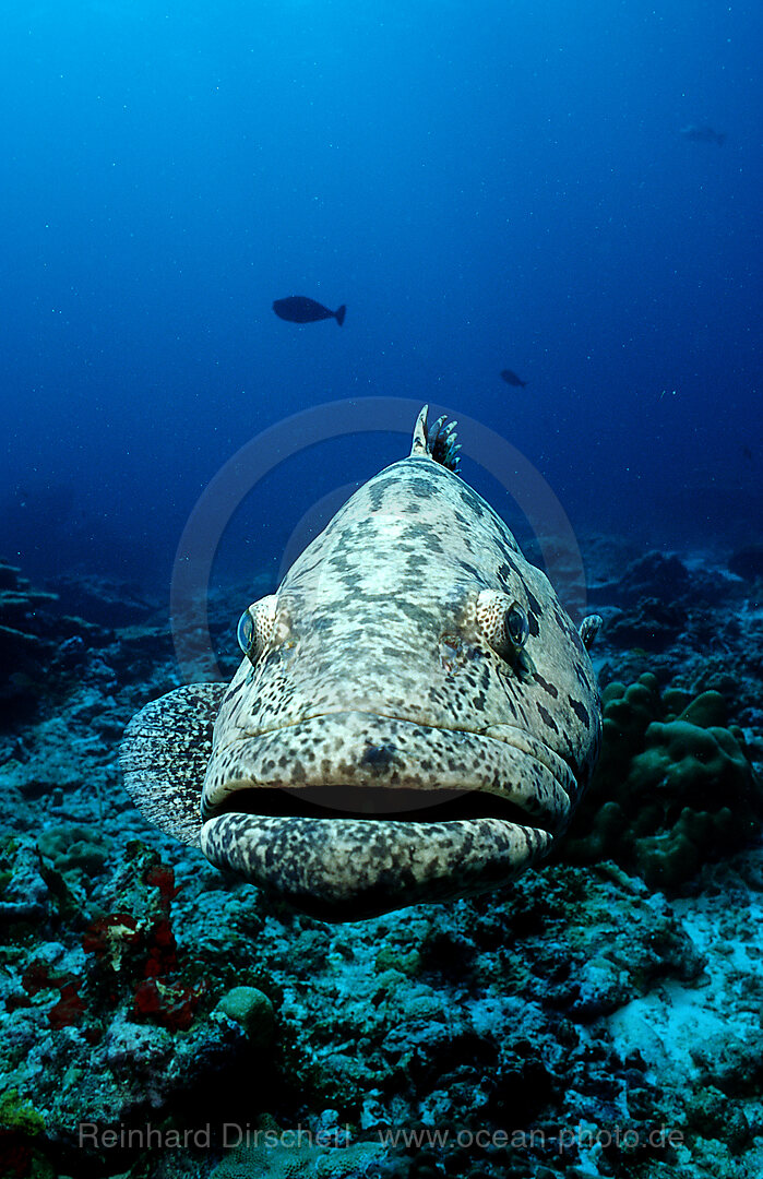 Gefleckter Riesenbarsch, Zackenbarsch, Epinephelus tukula, Indischer Ozean, Andamanensee, Burma, Myanmar, Birma