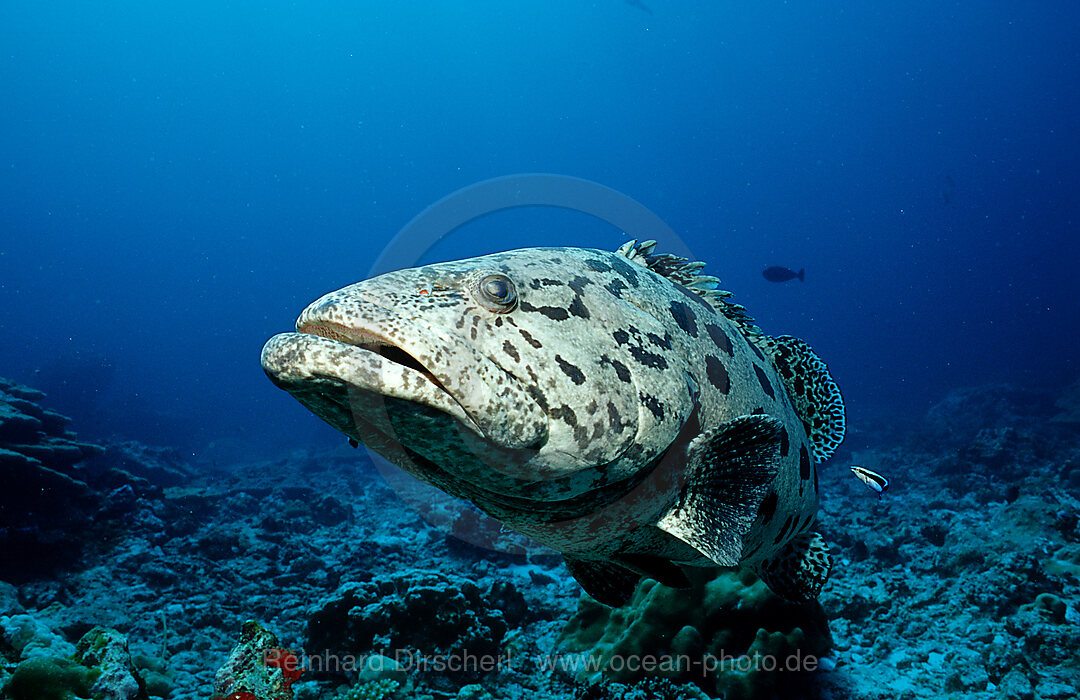 Potato grouper