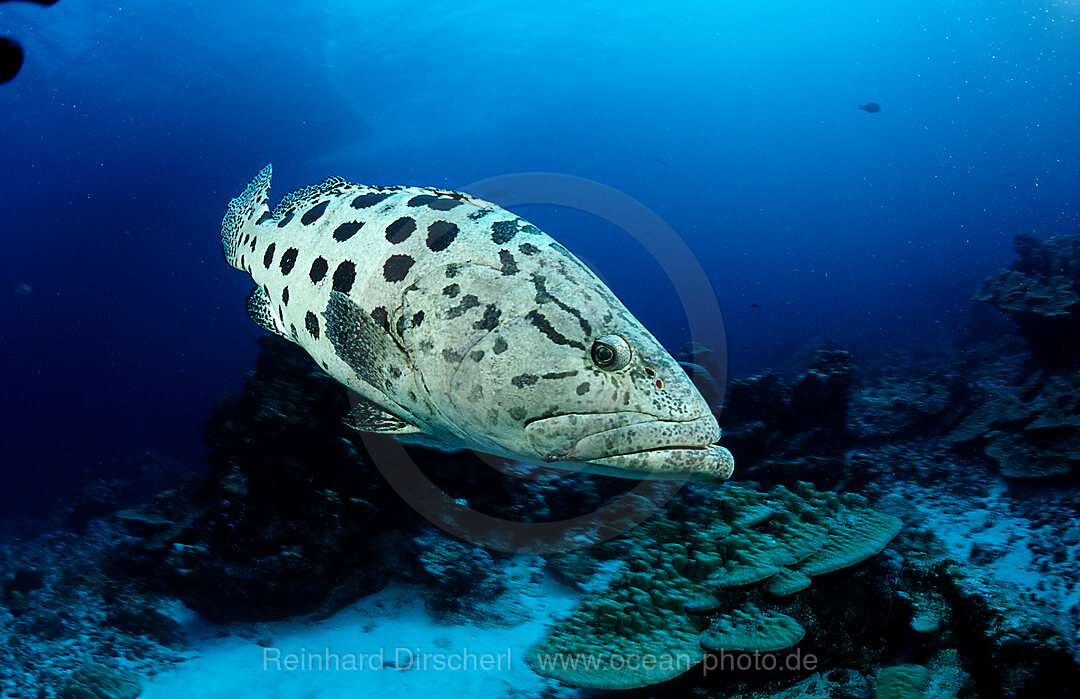 Gefleckter Riesenbarsch, Zackenbarsch, Epinephelus tukula, Indischer Ozean, Andamanensee, Burma, Myanmar, Birma