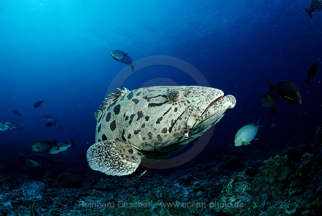 Potato grouper