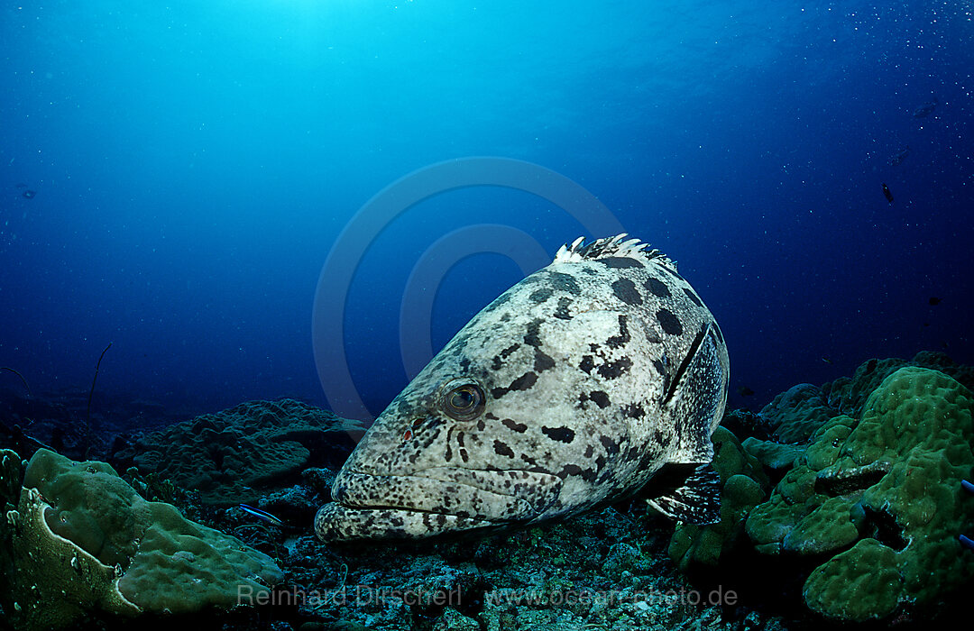 Gefleckter Riesenbarsch, Zackenbarsch, Epinephelus tukula, Indischer Ozean, Andamanensee, Burma, Myanmar, Birma