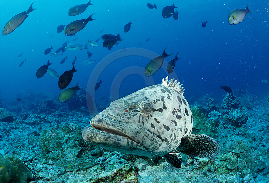 Potato grouper