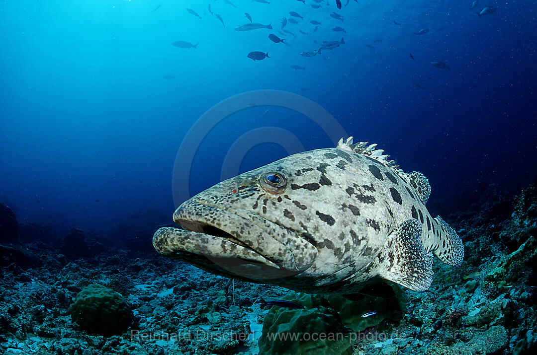 Potato grouper