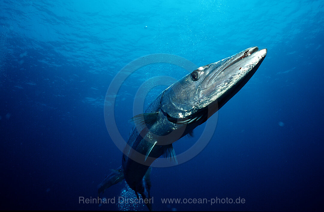 Grosser Barrakuda, Sphyraena barracuda, Indischer Ozean, Andamanensee, Burma, Myanmar, Birma