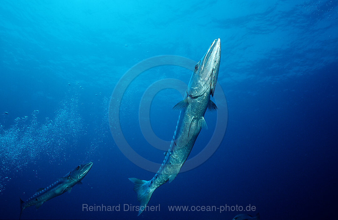 Great Barracuda