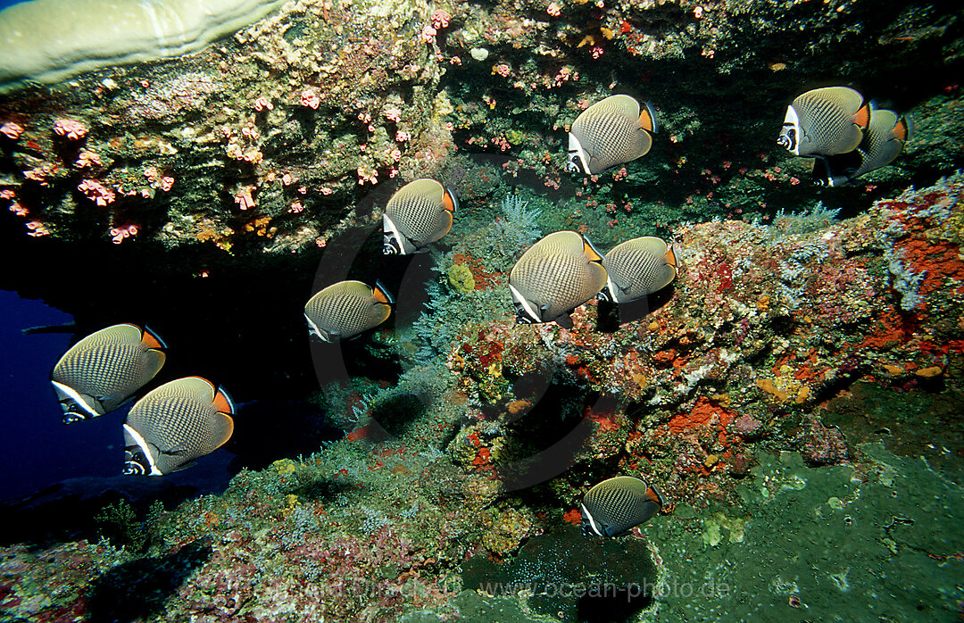 Halsband-Falterfisch, Schmetterlingsfisch, Chaetodon collare, Indischer Ozean, Andamanensee, Burma, Myanmar, Birma