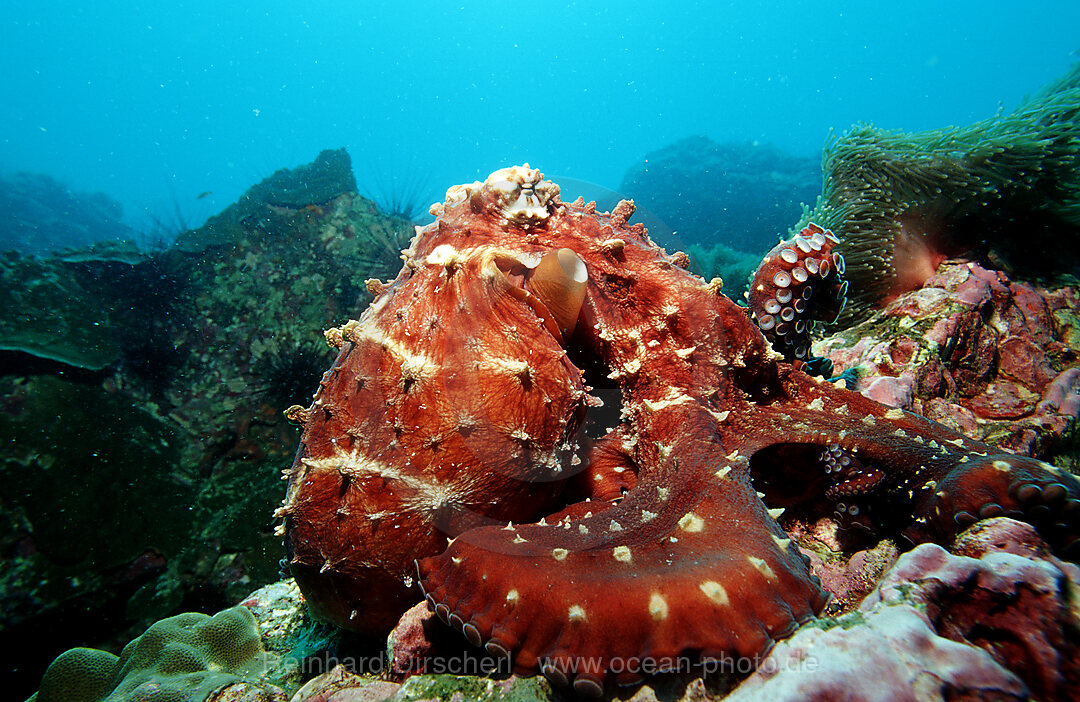 Gemeiner Krake, Oktopus