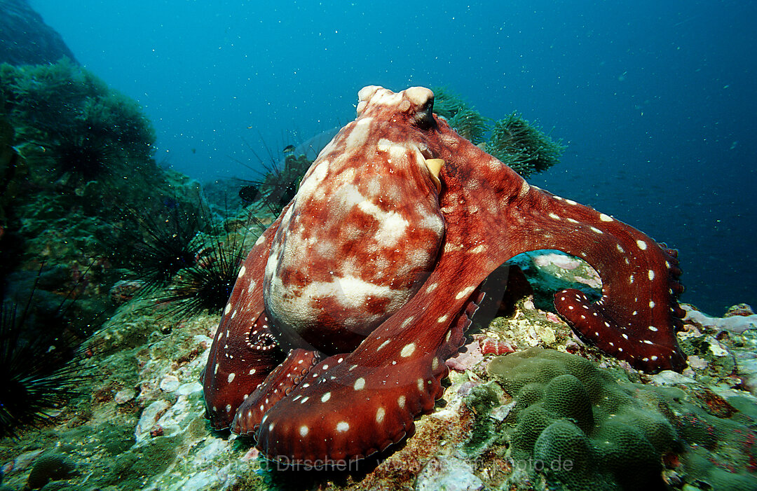 Gemeiner Krake, Oktopus,  Octopus vulgaris, Indischer Ozean, Andamanensee, Burma, Myanmar, Birma