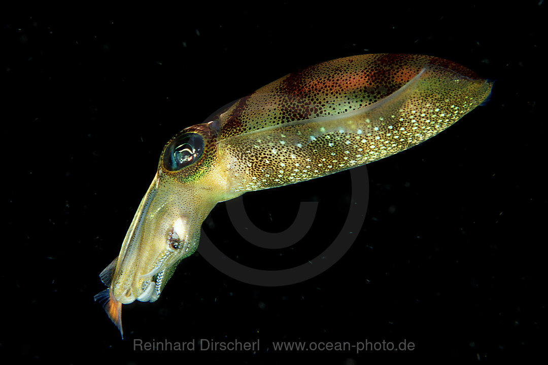 squid eats fish