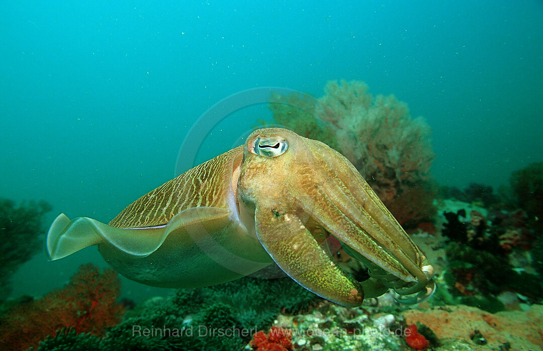 Sepia, Sepia pharaonis, Indischer Ozean, Andamanensee, Burma, Myanmar, Birma