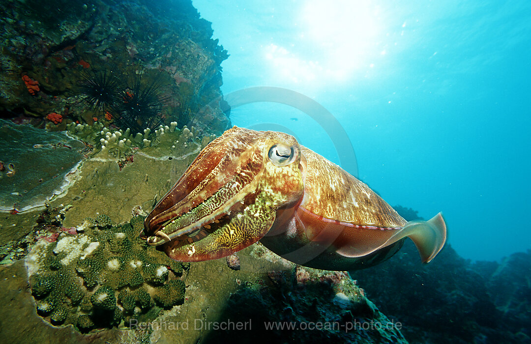Cuttlefish