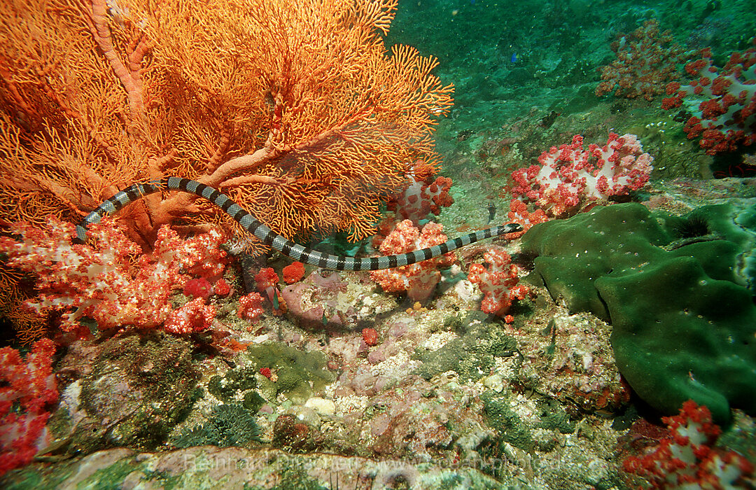 Banded Yellow-lip Sea Snake, Laticauda colubrina, Indian ocean, Andaman sea, Burma, Myanmar, Birma