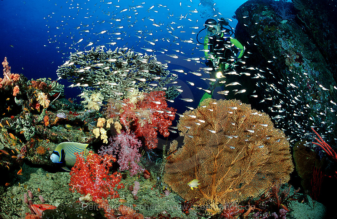 Coral reef and scuba diver