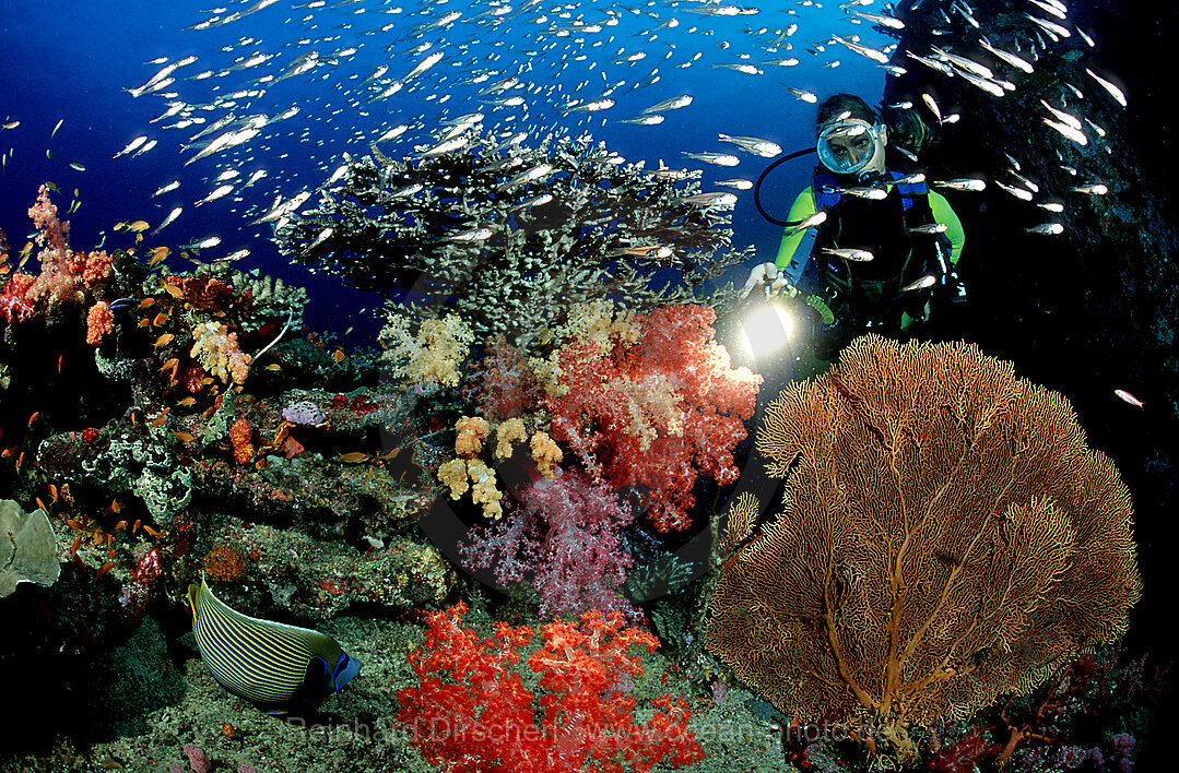 Coral reef and scuba diver