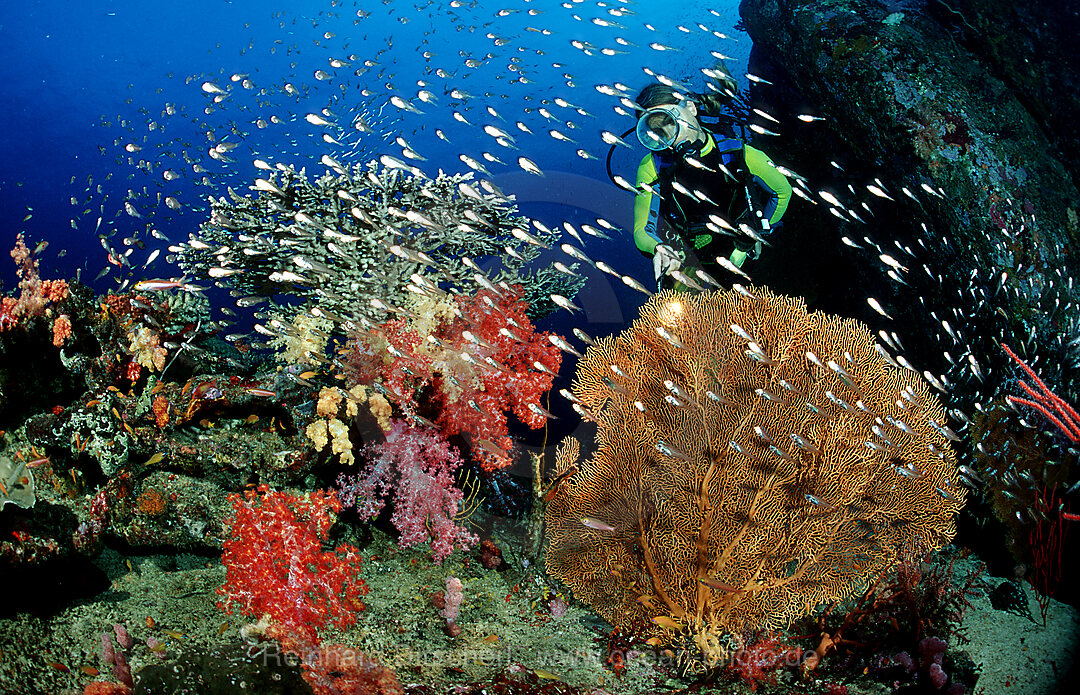 Korallenriff und Taucher, Indischer Ozean, Andamanensee, Burma, Myanmar, Birma