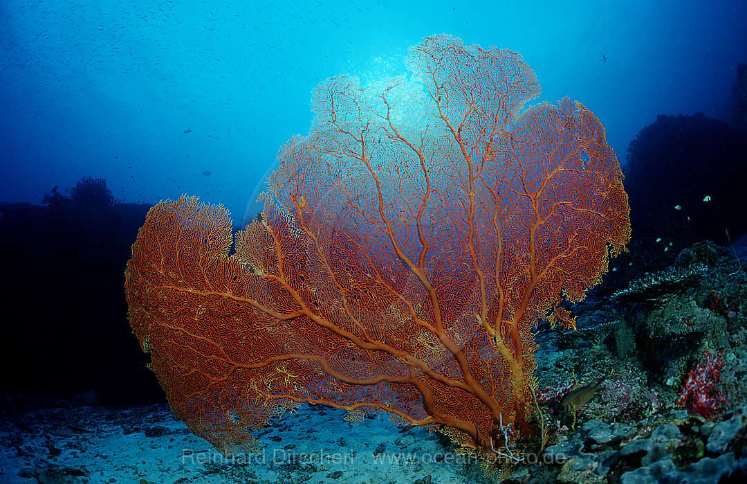 Coral reef