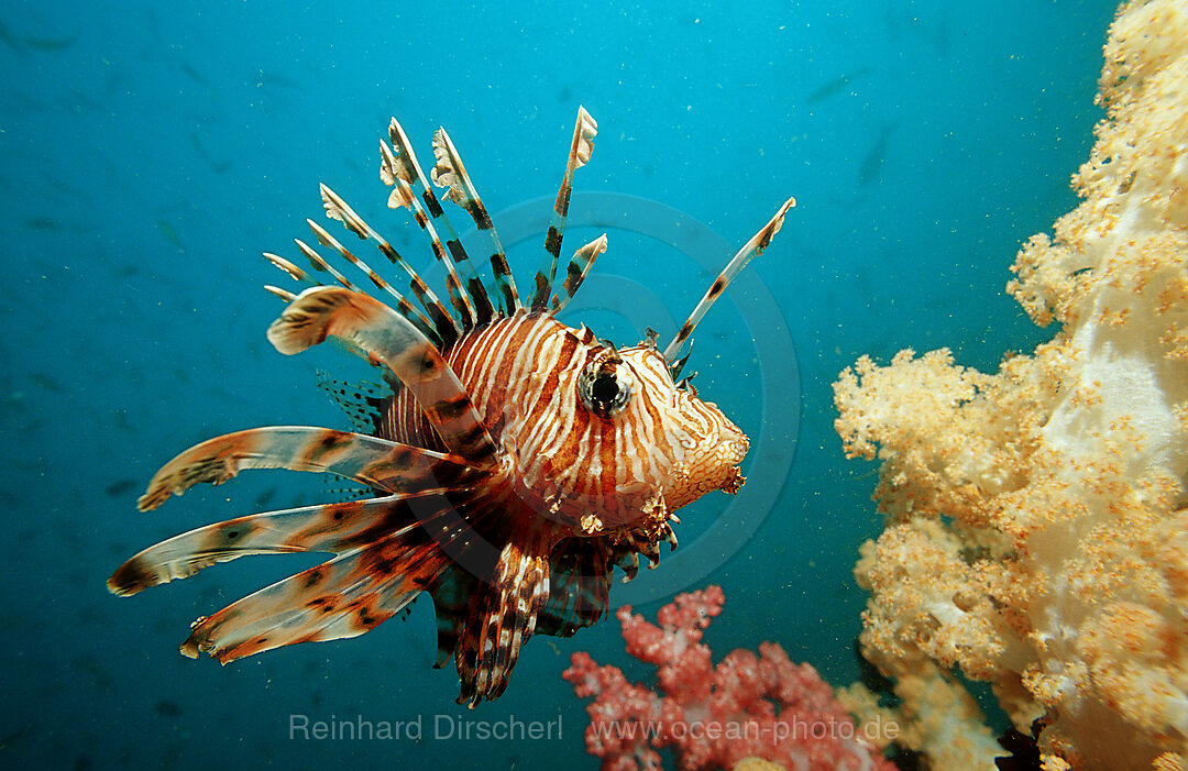 lionfish, turkeyfish