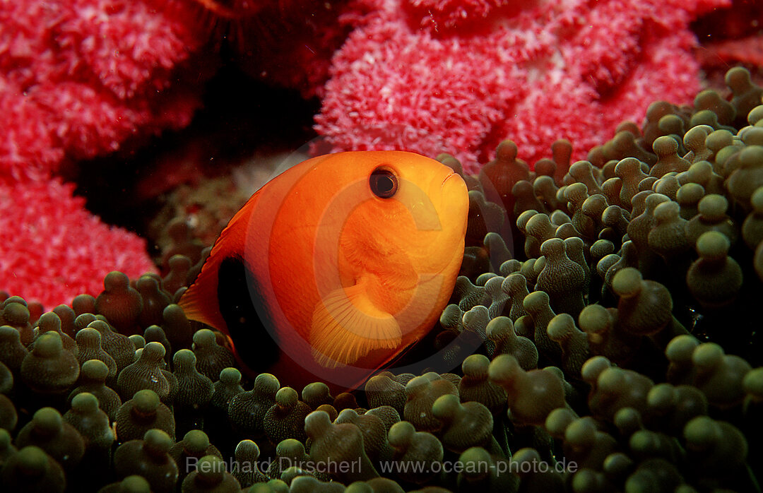 Red sattleback clownfish
