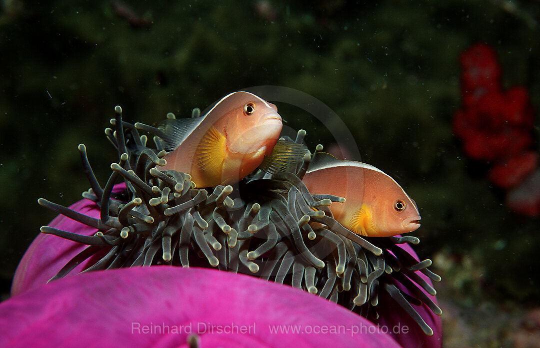 Skunk anemonefish