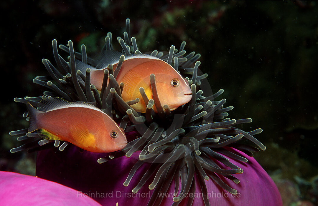 Skunk anemonefish