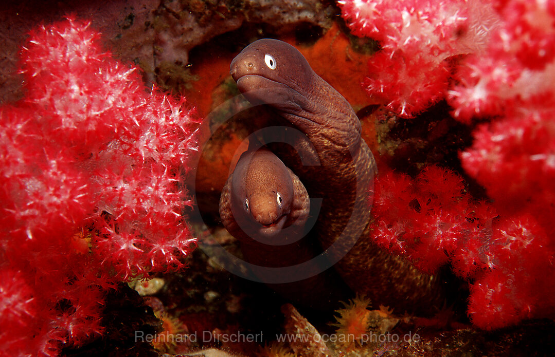 White-eyed moray