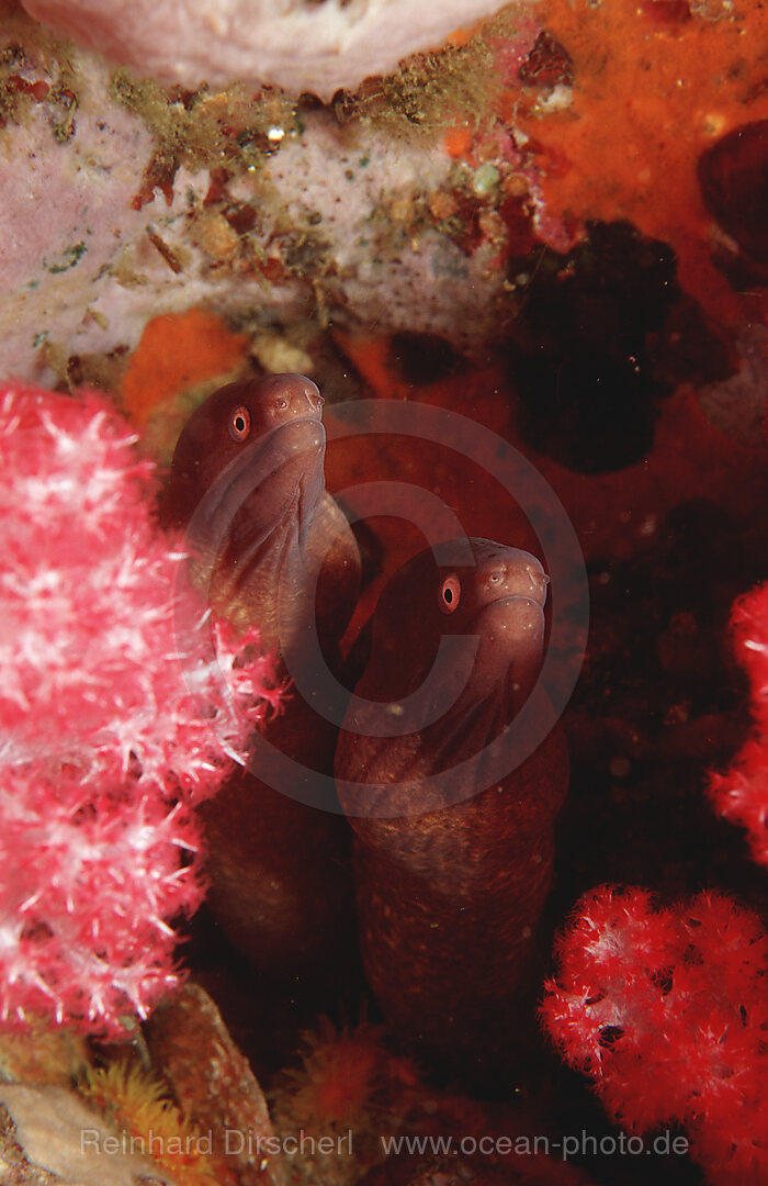 White-eyed moray