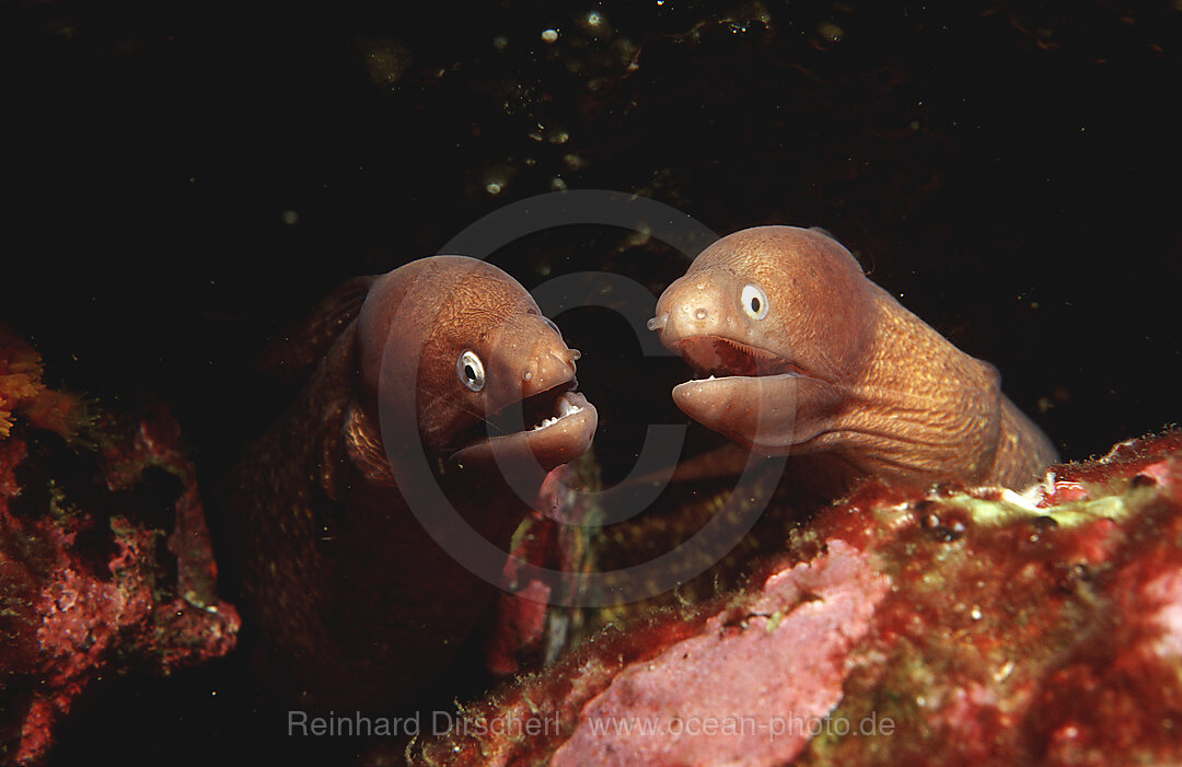 White-eyed moray