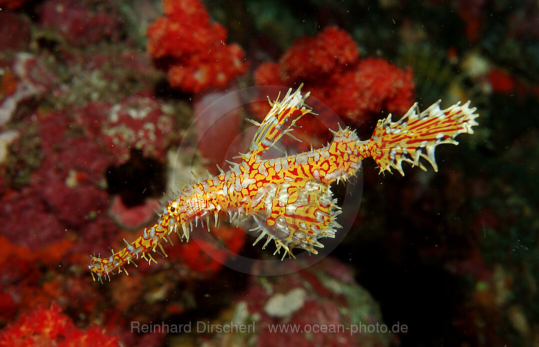 Harlekin-Geisterpfeifenfisch, Solenostomus paradoxus, Indischer Ozean, Andamanensee, Burma, Myanmar, Birma