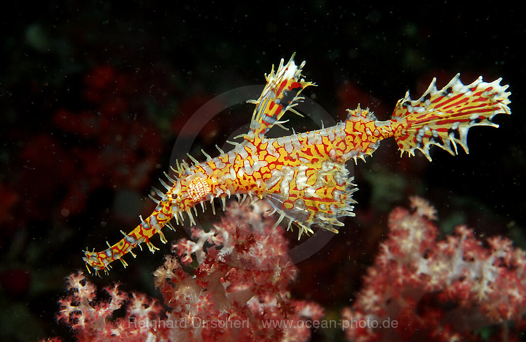 Harlekin-Geisterpfeifenfisch, Solenostomus paradoxus, Indischer Ozean, Andamanensee, Burma, Myanmar, Birma