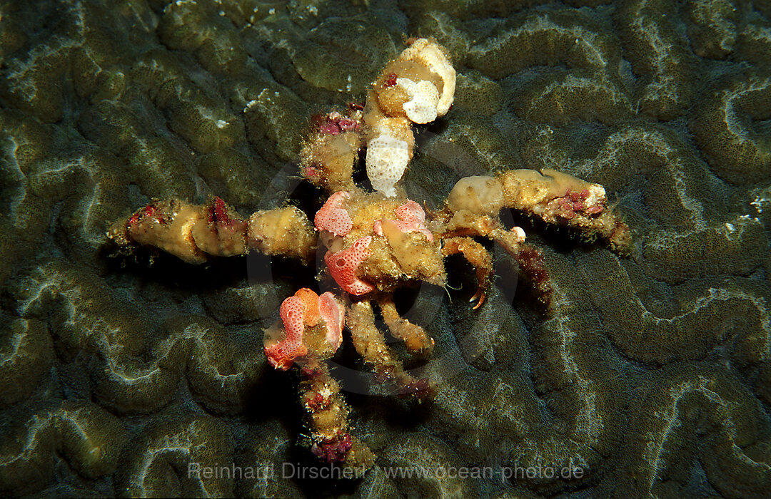 decorator crab, velcro crab