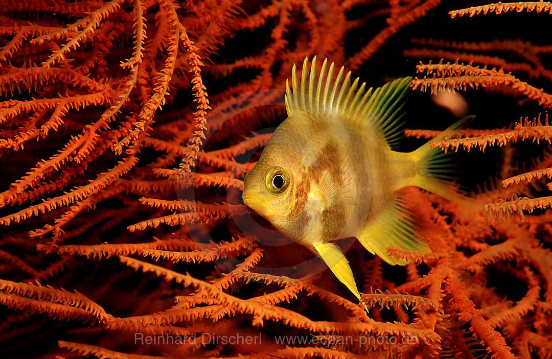 Goldener Riffbarsch