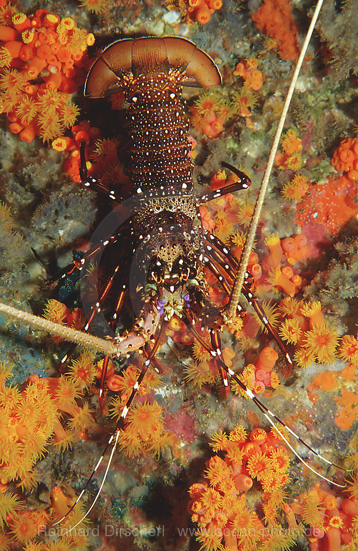 lobster, Panulirus femoristriga, Indian ocean, Andaman sea, Burma, Myanmar, Birma