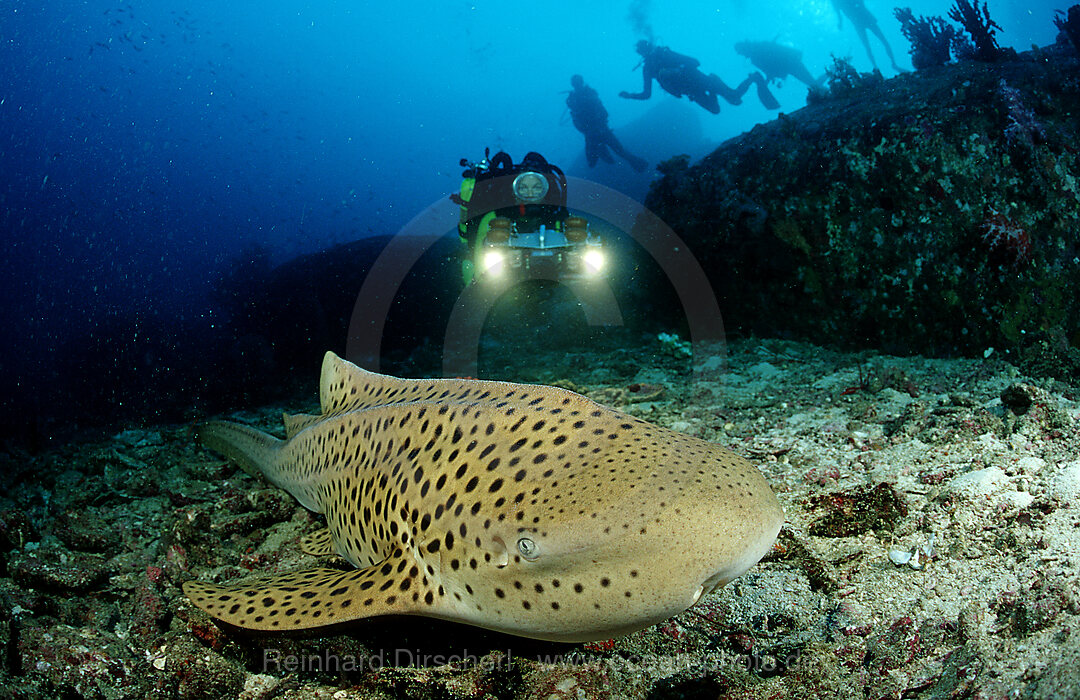 Leopardenhai und Taucher, Stegostoma varium, Indischer Ozean, Phuket, Similan Inseln, Andamanensee, Thailand