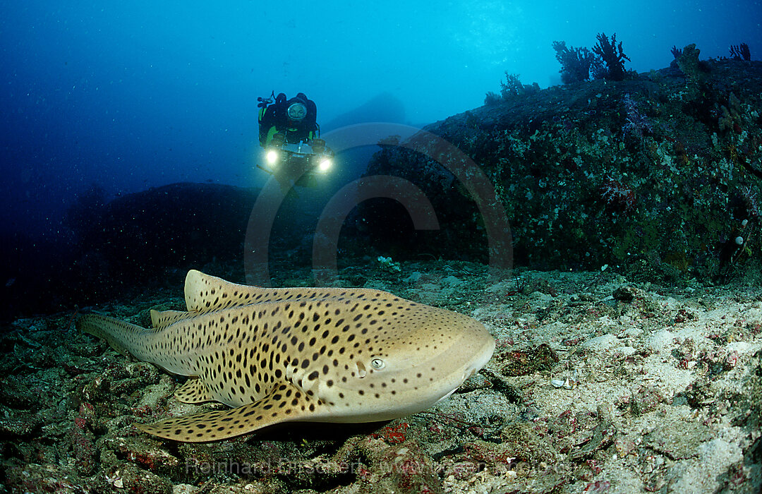 Leopardenhai und Taucher, Stegostoma varium, Indischer Ozean, Phuket, Similan Inseln, Andamanensee, Thailand