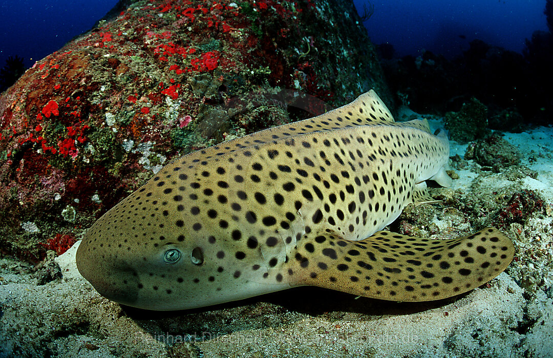 Leopardenhai