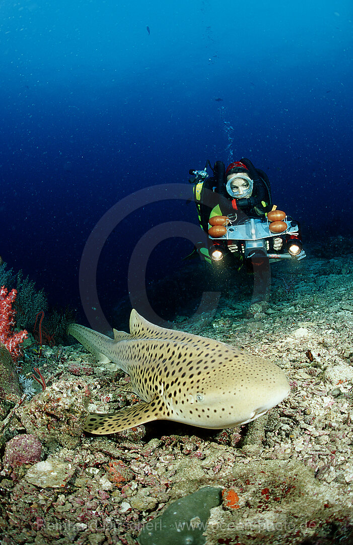 Leopardenhai und Taucher, Stegostoma varium, Indischer Ozean, Phuket, Similan Inseln, Andamanensee, Thailand