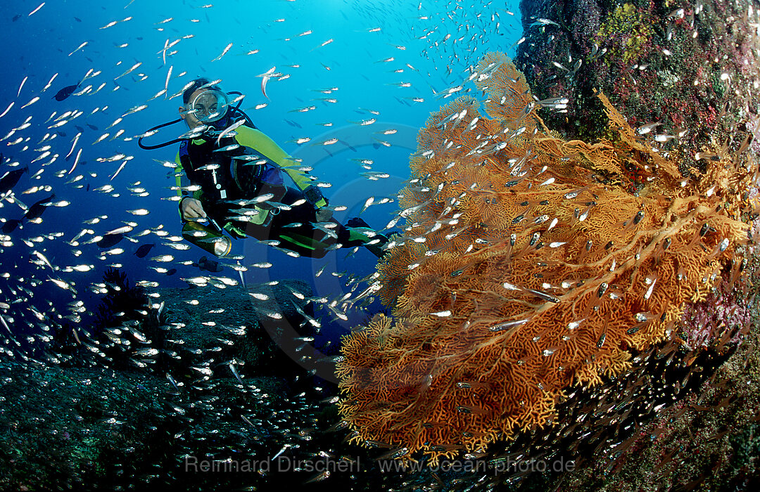 Taucher und Korallenriff, Indischer Ozean, Phuket, Similan Inseln, Andamanensee, Thailand