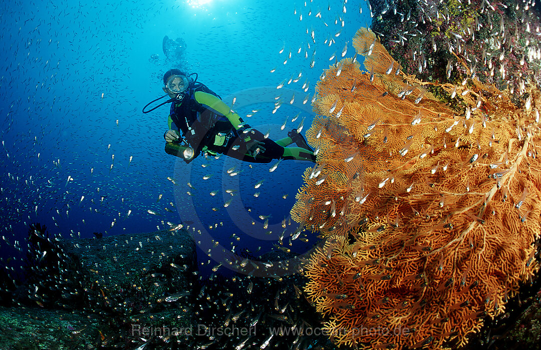 Scuba diver and coral reef