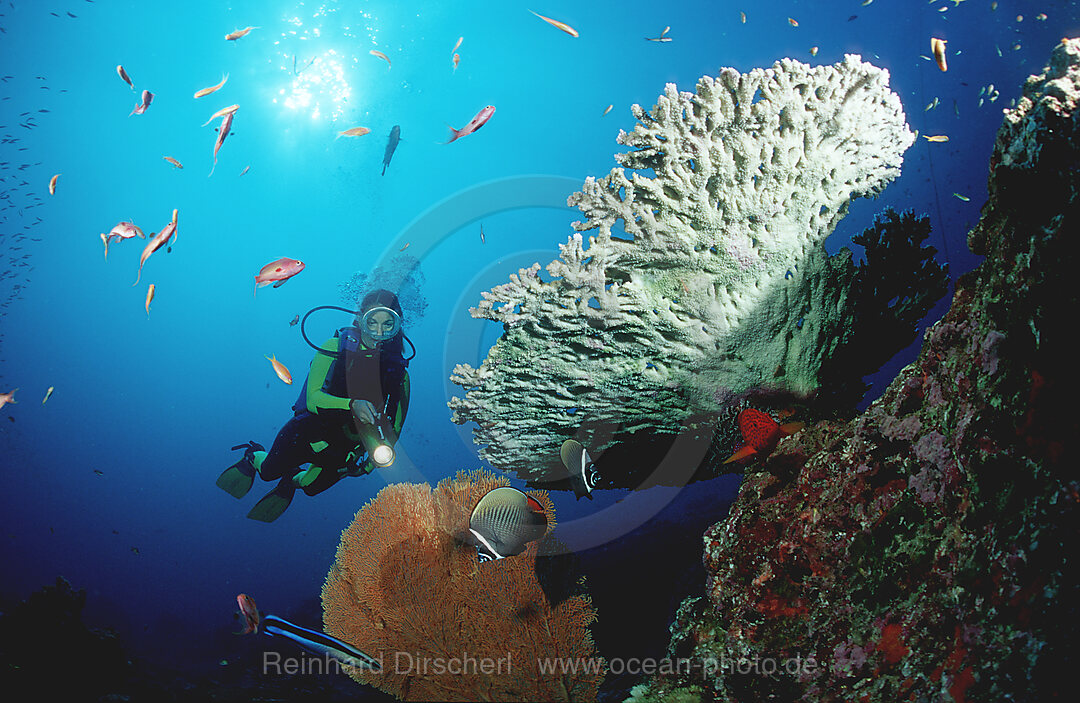Scuba diver and coral reef