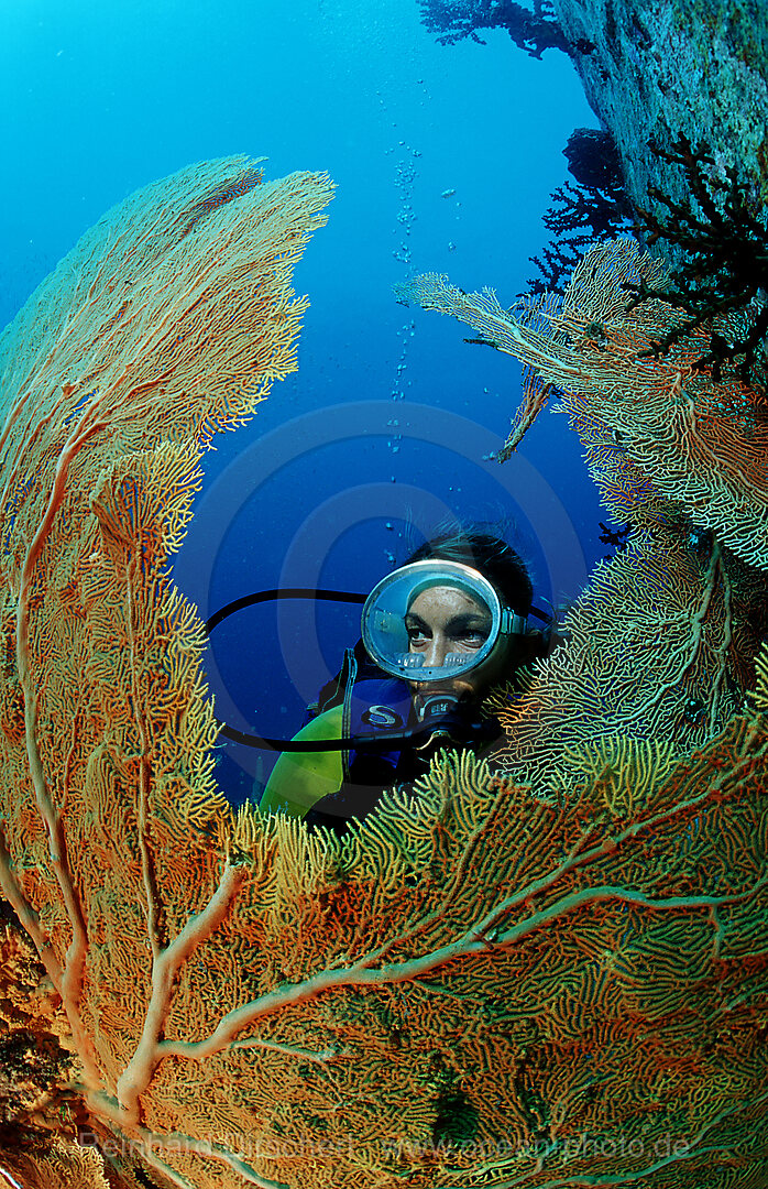 Taucher und Korallenriff, Indischer Ozean, Phuket, Similan Inseln, Andamanensee, Thailand