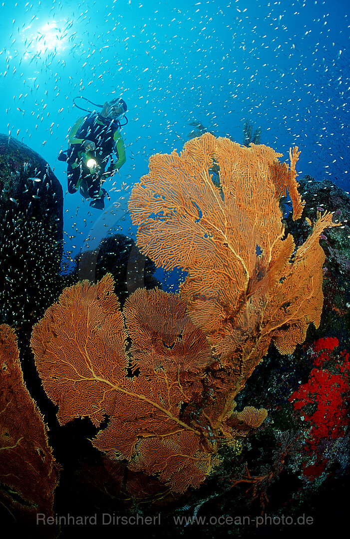 Scuba diver and coral reef