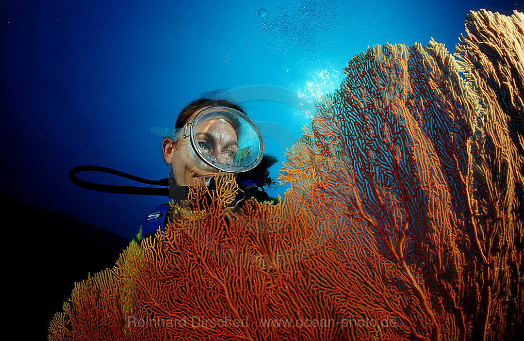 Scuba diver and coral reef