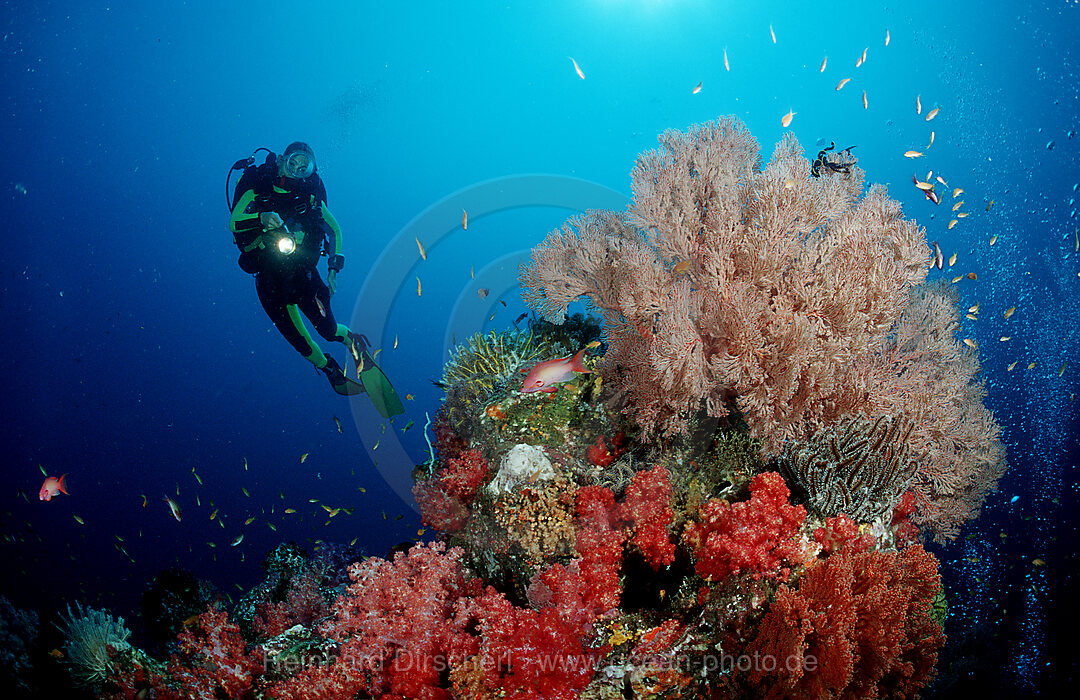 Taucher und Korallenriff, Indischer Ozean, Phuket, Similan Inseln, Andamanensee, Thailand