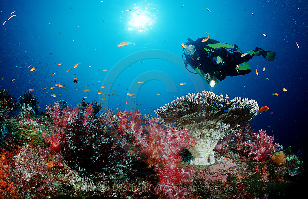 Taucher und Korallenriff, Indischer Ozean, Phuket, Similan Inseln, Andamanensee, Thailand