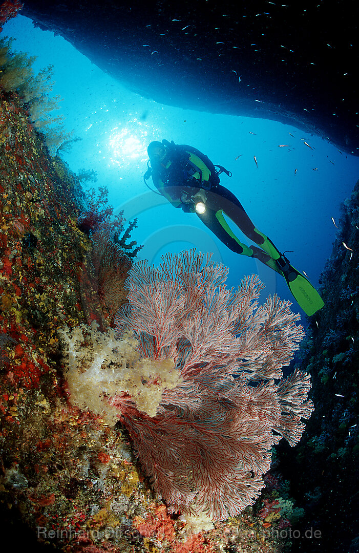 Taucher und Korallenriff, Indischer Ozean, Phuket, Similan Inseln, Andamanensee, Thailand